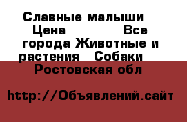 Славные малыши! › Цена ­ 10 000 - Все города Животные и растения » Собаки   . Ростовская обл.